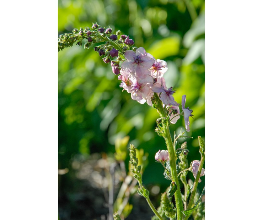 Southern Charm Mullein